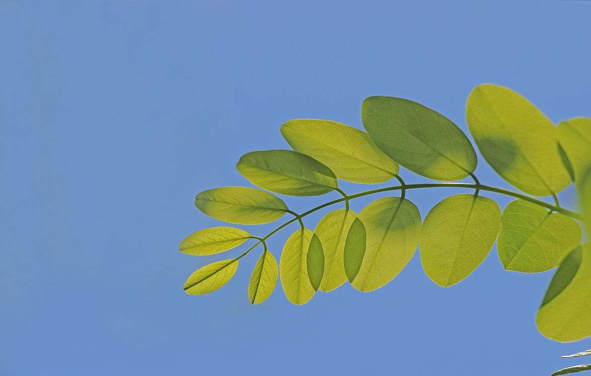 土壤墑情監(jiān)測系統